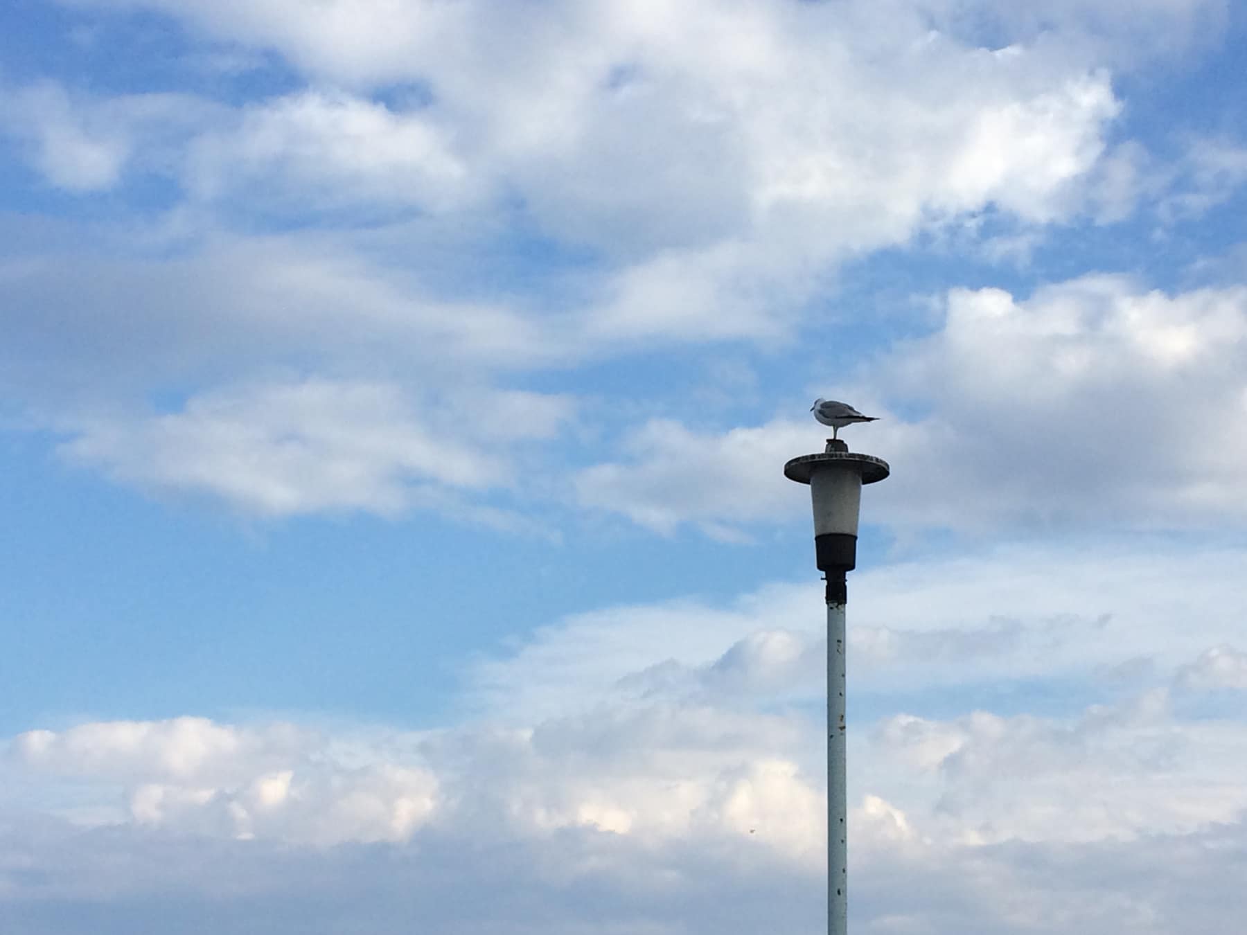 A seagull perched atop a lamppost against a partly cloudy sky.